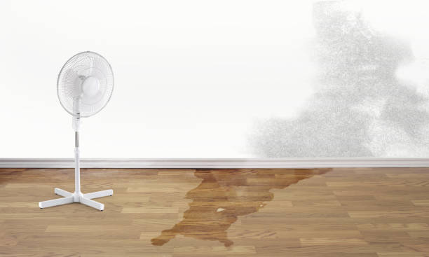 Best Water damage restoration experts  in Grant, MI