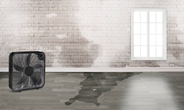 Best Water damage restoration company  in Grant, MI