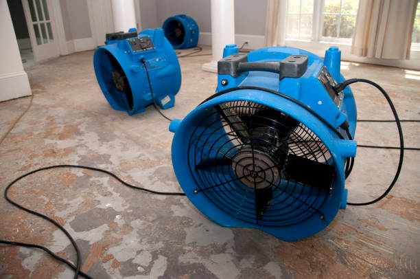 Best Basement water damage restoration  in Grant, MI