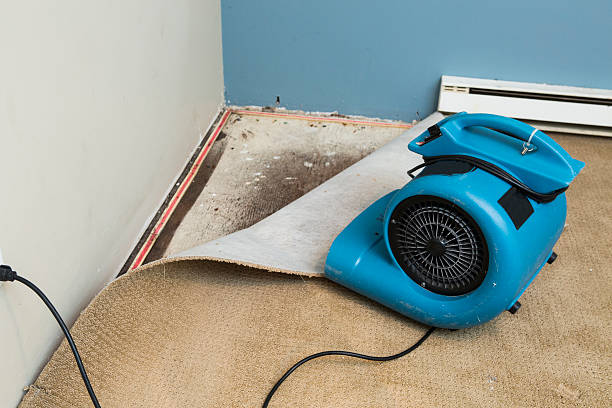 Best Local water damage restoration  in Grant, MI